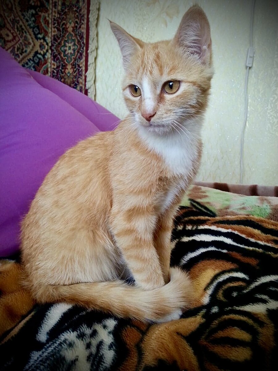 Антошка , бывший бездомный котик . Первые дни дома . Сейчас это огромный кот , который живет у моей мамы во Владивостоке . 