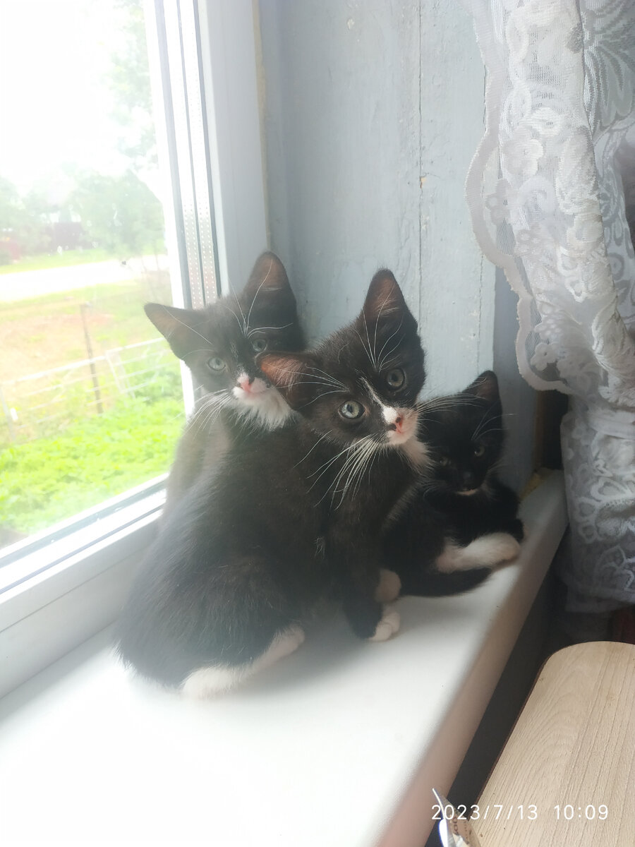 Мотька, Васька и Гера