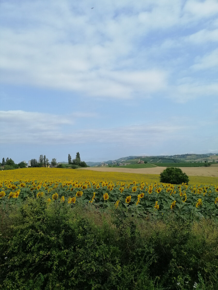 Поля подсолнечника на холмах Монферрато.