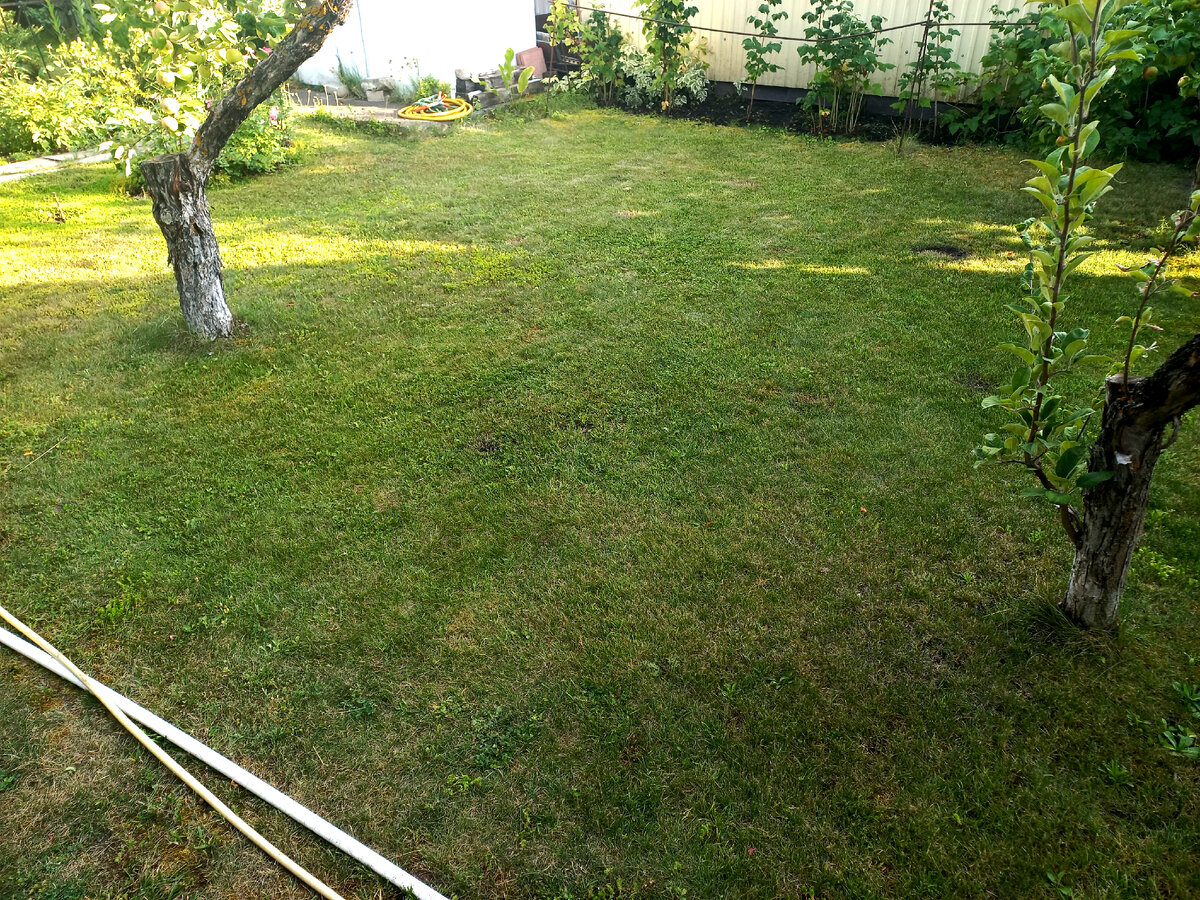 Лужайка  из клевера после стрижки.