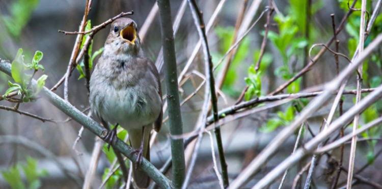    Фото: Мосприрода, mos.ru. Ольга Соннова