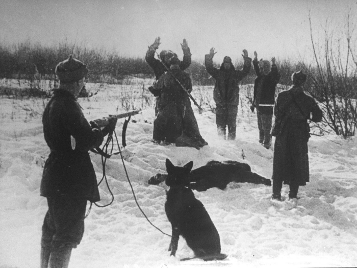 Кот пограничник
