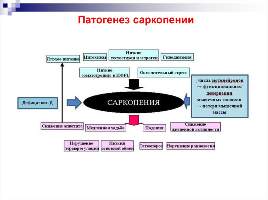 Что такое саркопения Что такое саркопения