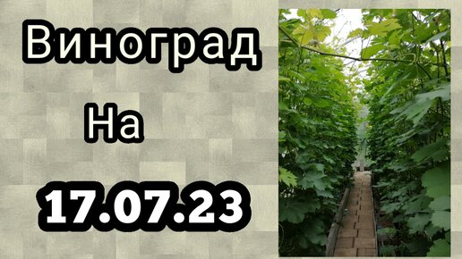 Состояние виноградника на 17.07.23 г.