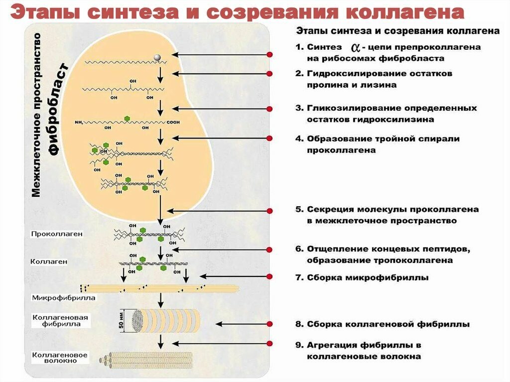 Синтезируются в организме. Этапы синтеза и созревания коллагена. Схема этапы биосинтеза коллагена. Стадии синтеза коллагена схема. Синтез коллагена биохимия.