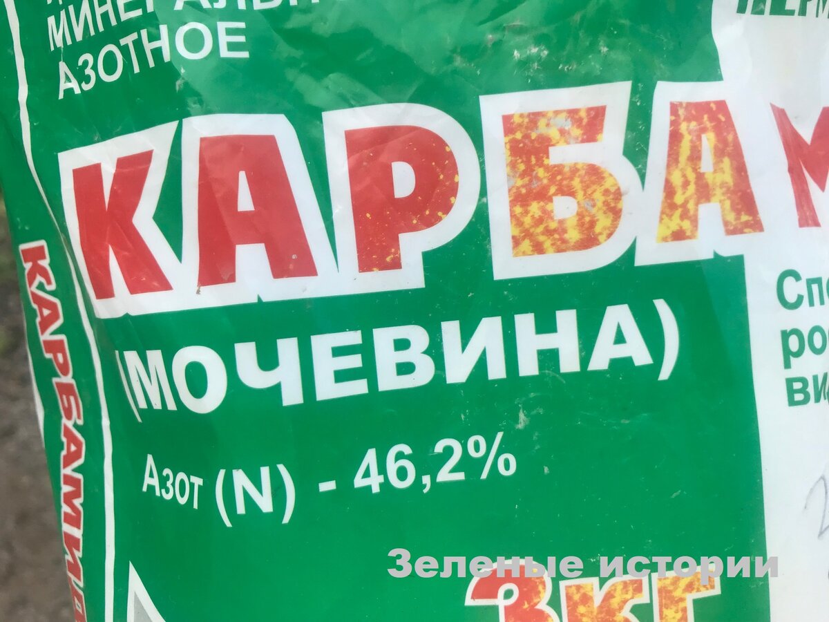 Стрижка петунии в середине лета | Зелёные истории | Дзен