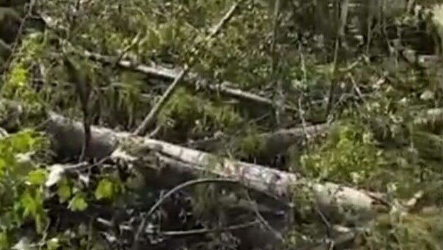     В Удмуртии начнут устранять последствия ветровала. Наиболее всего от урагана пострадали леса в Малопургинском и Завьяловском районах.