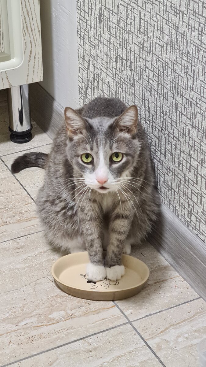 Где моя еда?