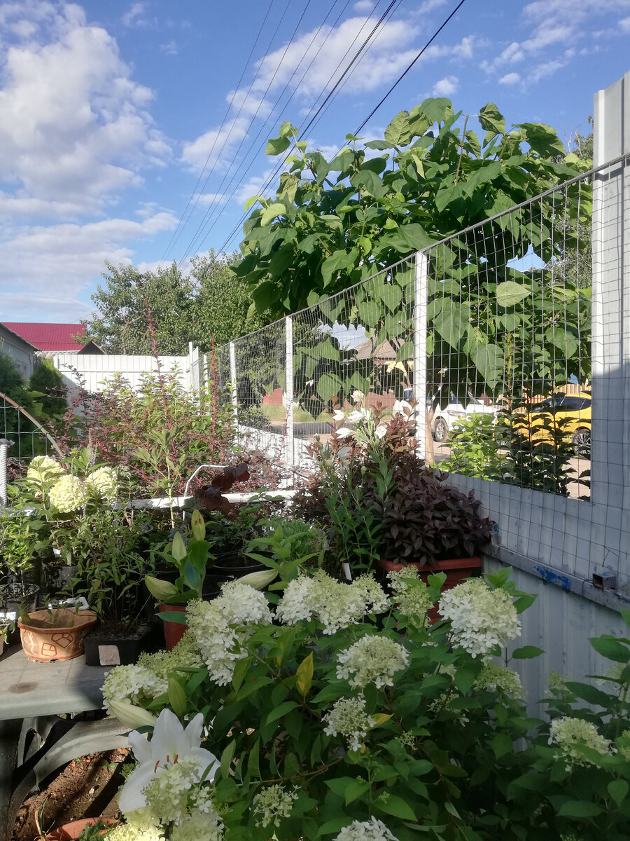 Справа за забором - моя катальпа после стрижки. Два 60-литровых мешка были набиты обрезками полностью