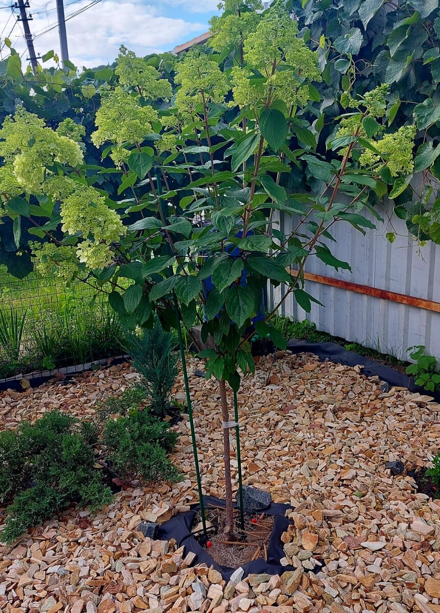 Моя гортензия на штамбе '' Мэджикал МунЛайт '' . Высота штамба 75 см