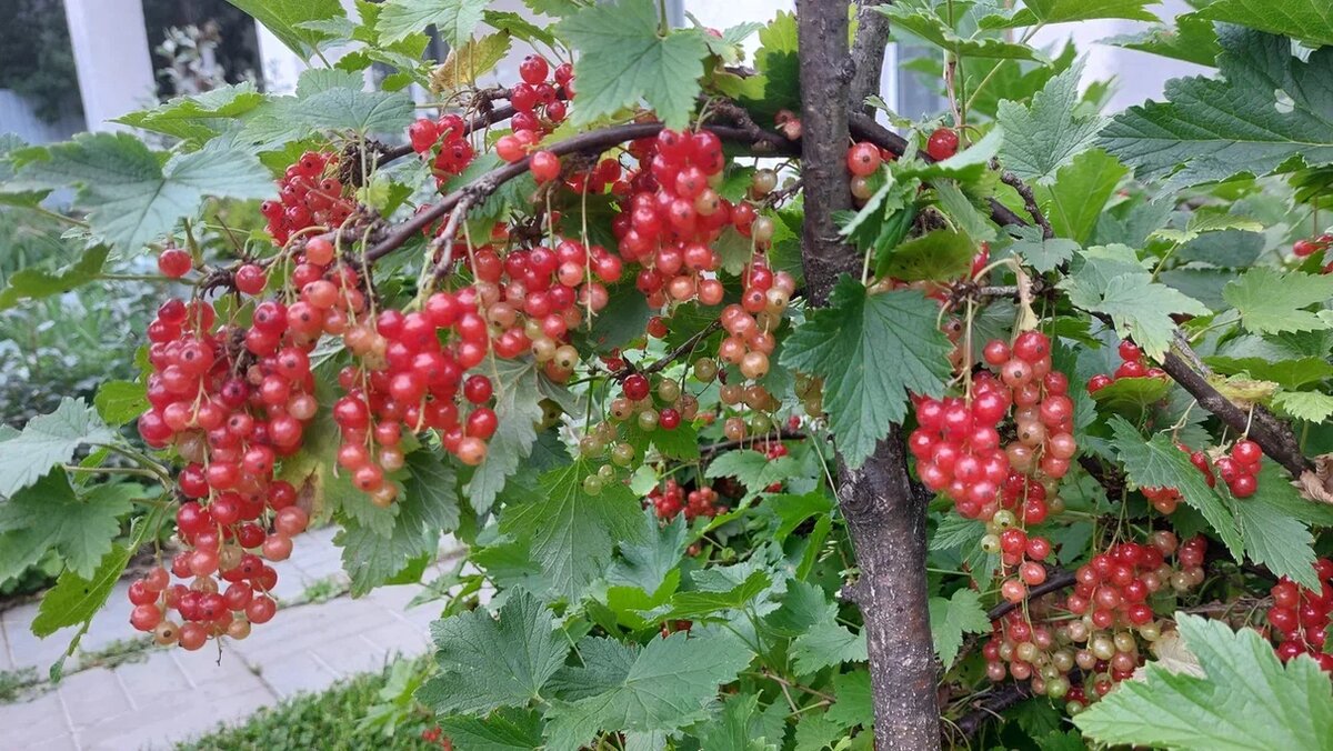 Красная смородина сорт Лапландия