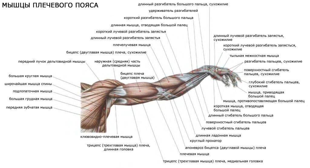 Сколько мышц?