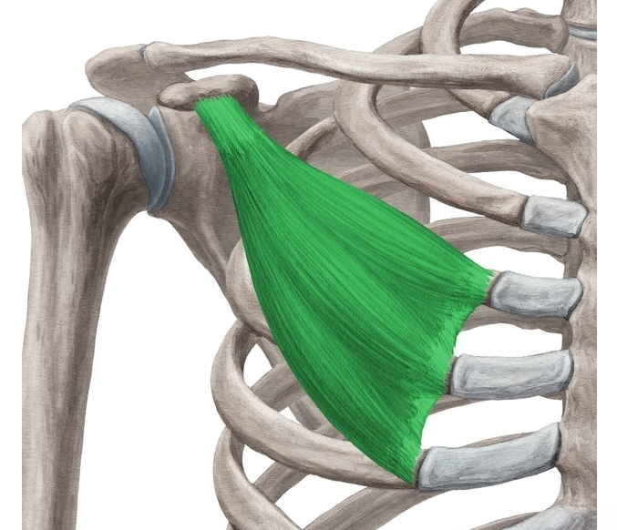 Малая грудная мышца анатомия