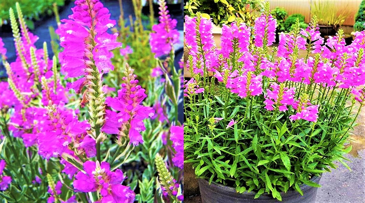 Неприхотливый изящный и живучий цветок для вашего сада | GardenLife | Дзен