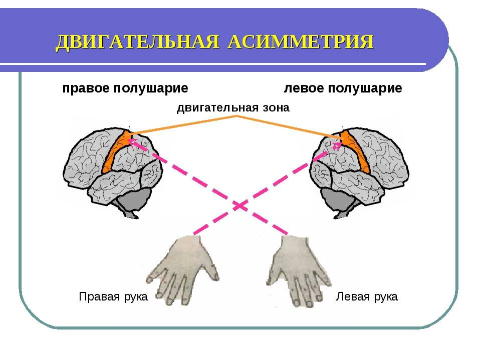 Переучивать ли ребенка левшу?