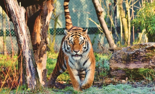 https://www.kp.ru/russia/zhivotnye-rossii/amurskij-tigr/