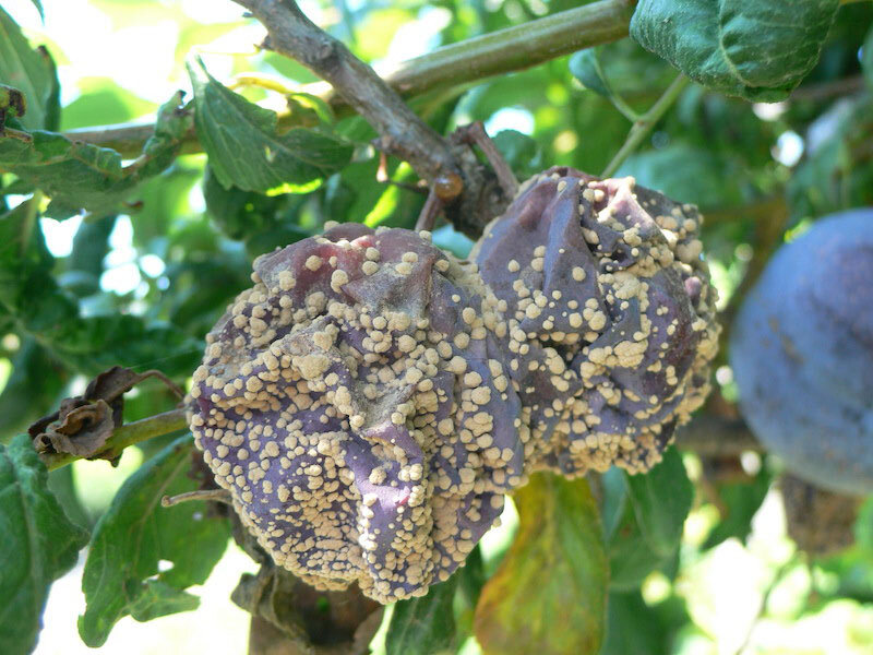 Слива поражённая монилиозом