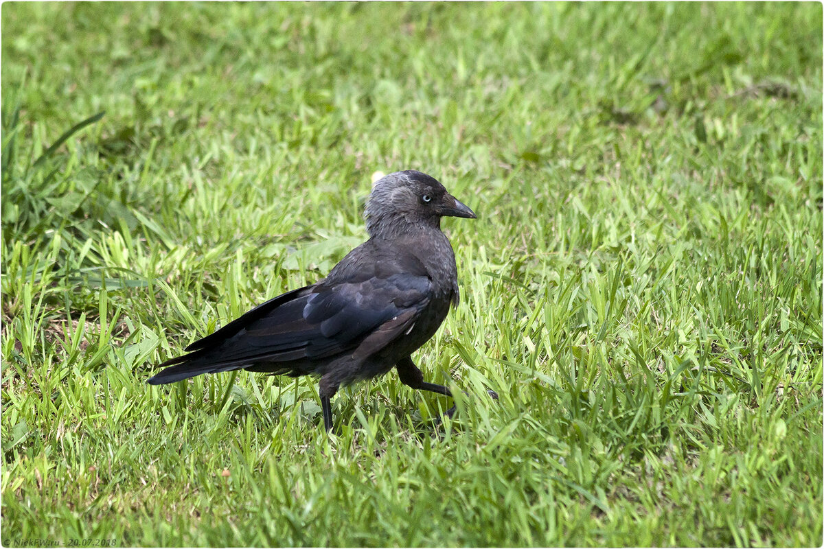 1. Галка... © NickFW.ru - 20.07.2018г.