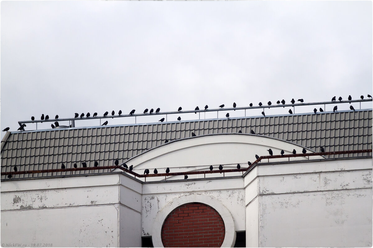 2. Стая галок на крыше дома... © NickFW.ru - 19.07.2018г.