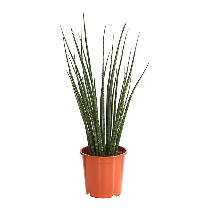 сансевиерия Фернвуд Микадо (фото из интернета)