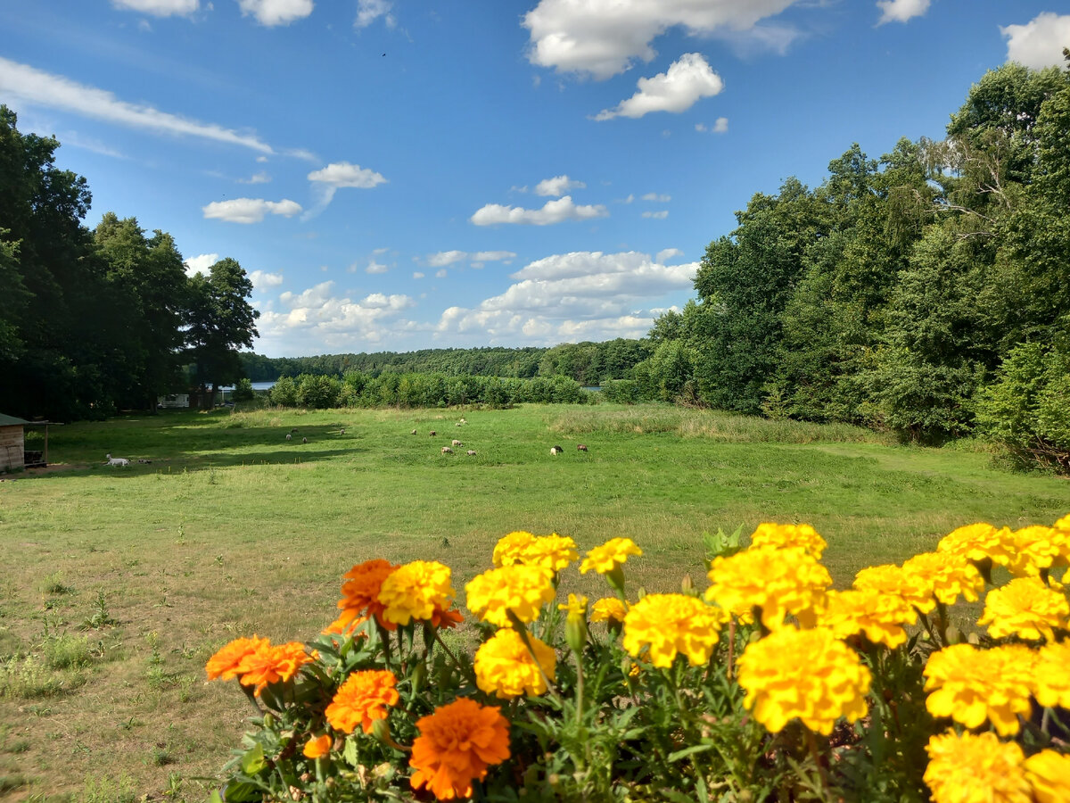 Вид из терассы жилого вагончика 