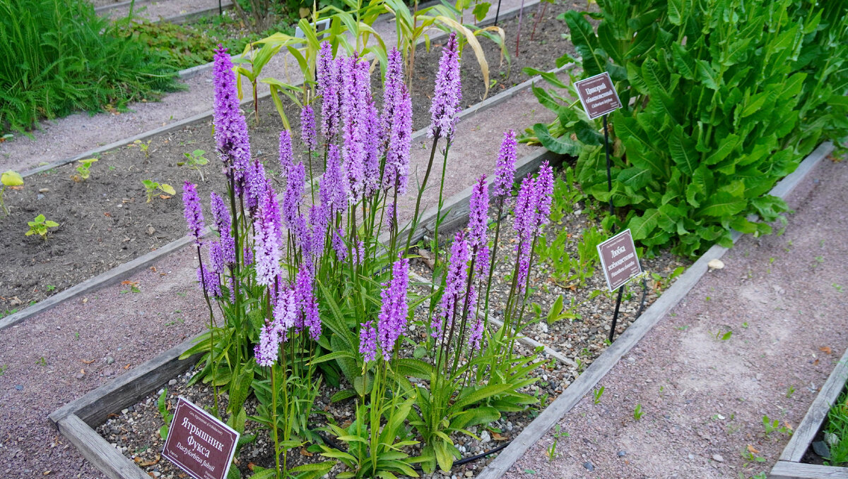 Ятрышник Фукса