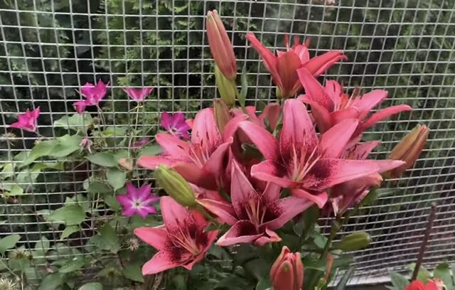 Сорт лилии не известен