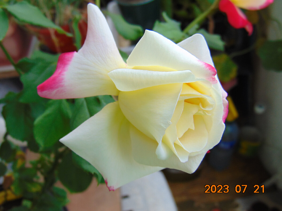 Цветок розы Двойное Наслаждение (Double Delight) в 2 часа дня