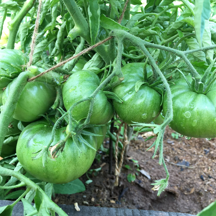 Томат медово-сахарный 20шт сиб сад. Томат сахарный великан. Помидоры оранж биф. Томат сахарок. Сахарная настасья сорт томатов.