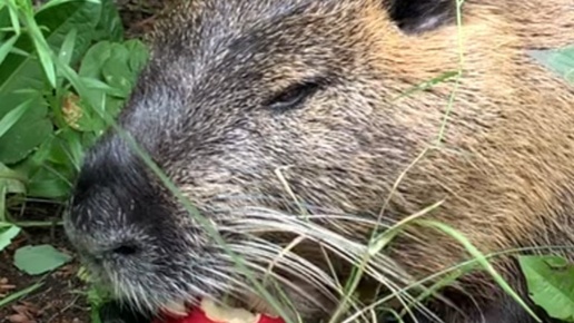 Свободный художник. Елена Баева | Нутрия завтракает яблочком | Дзен