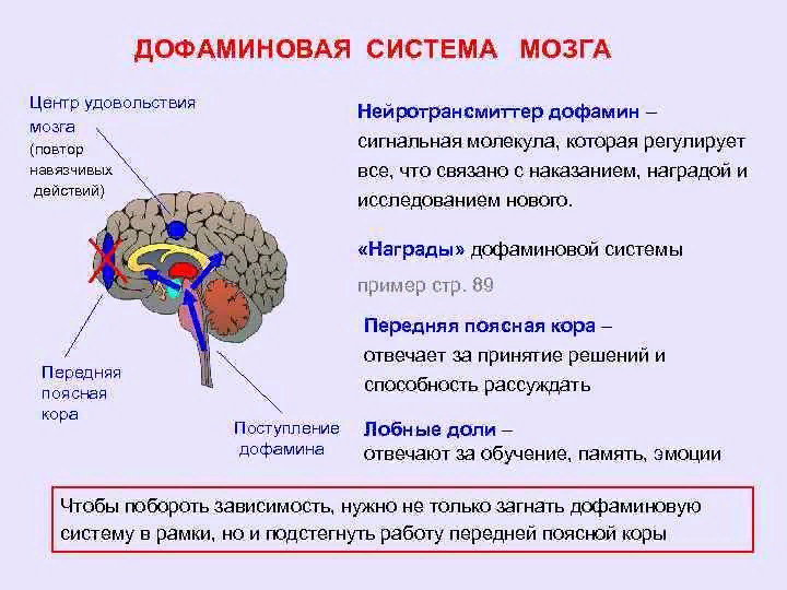 Дофаминовые структуры головного мозга. Дофаминергическая система головного мозга. Центры удовольствия в мозге. Центры удовольствия в мозге расположены.