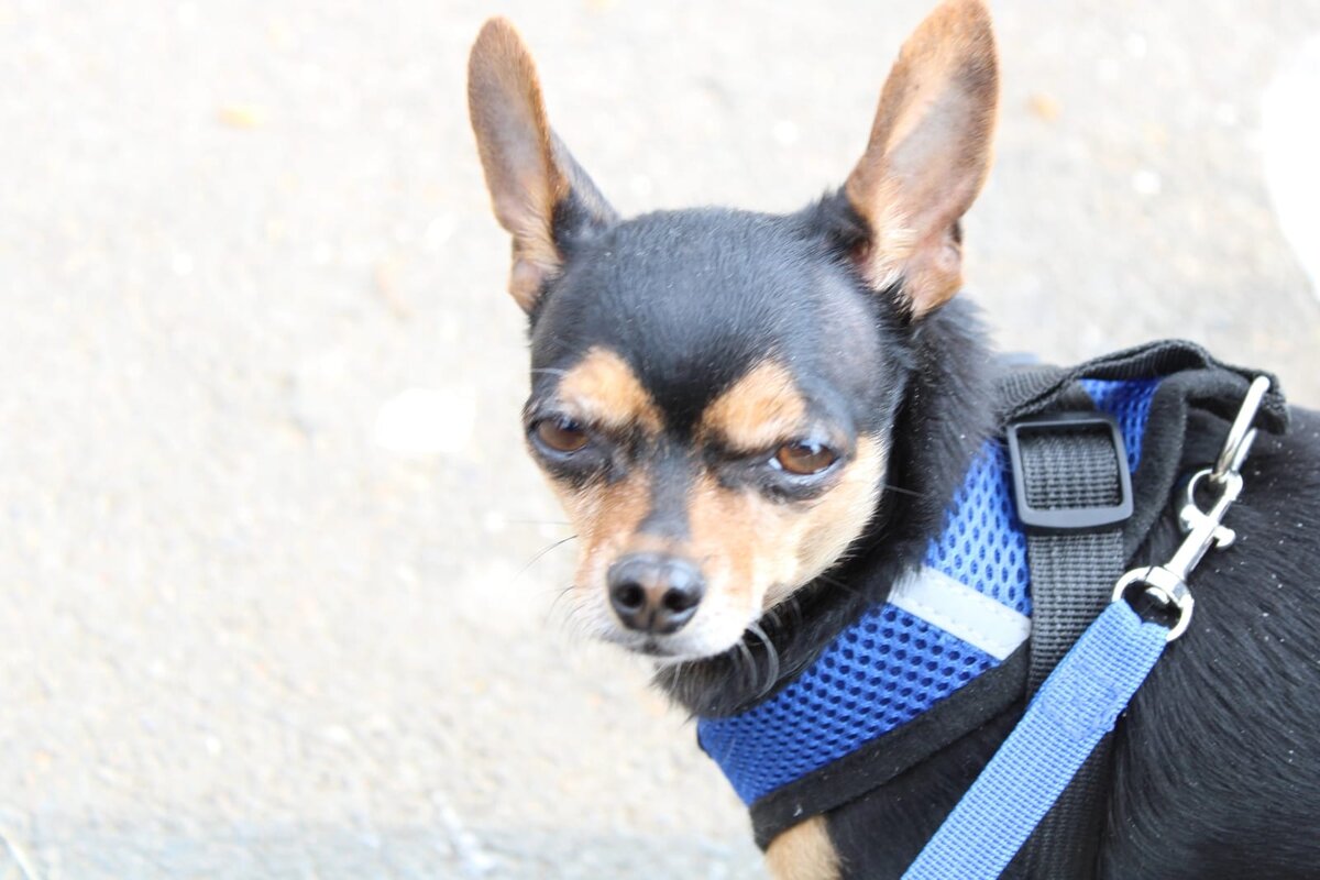 Фото попутчика в магазин