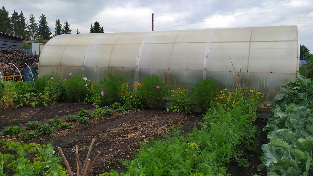 Старая теплица