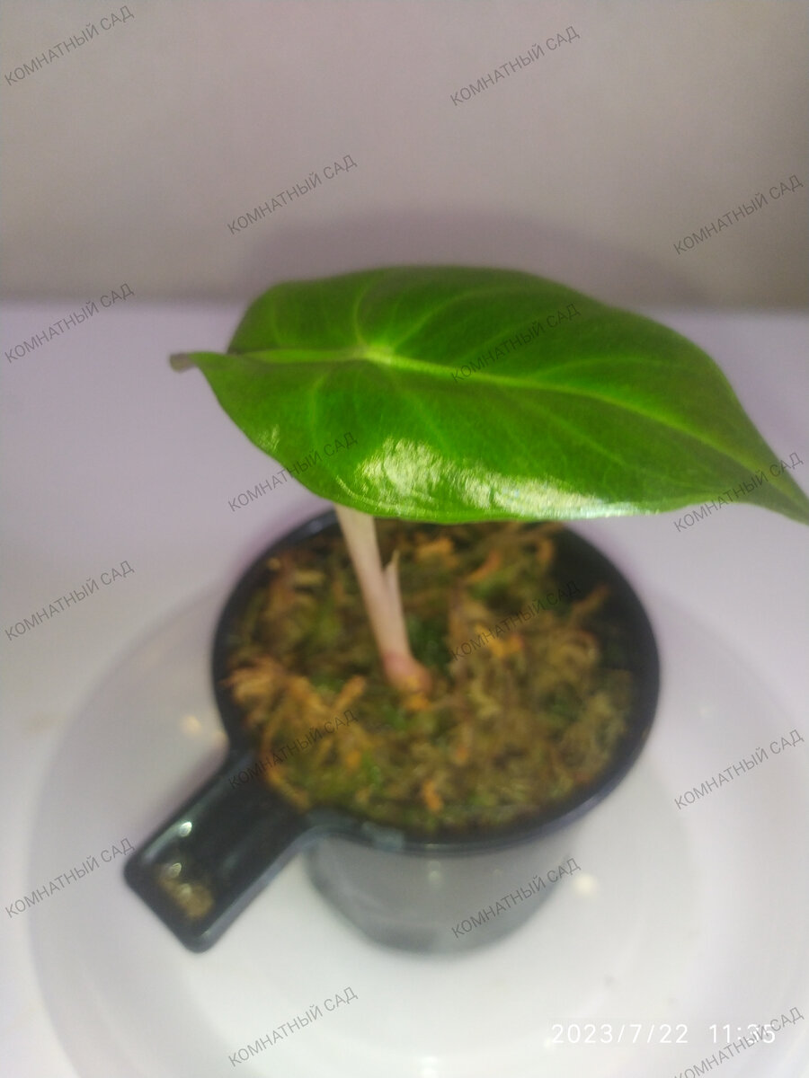 алоказия Пинк Принцесс