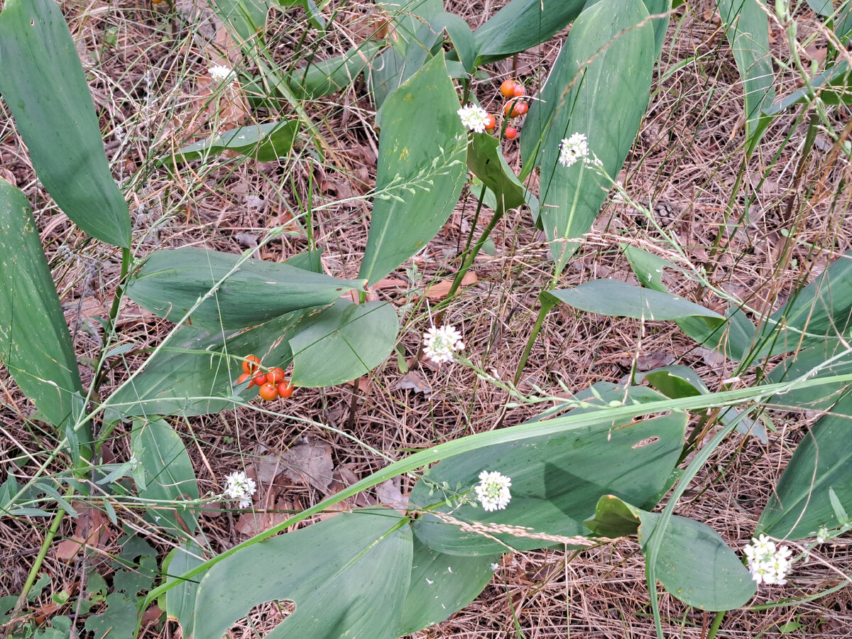Ландыши уже не с цветочками, а с ягодками
