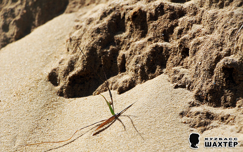 Фото автора. Снимок никакого отношения не имеет к истории, а лишь косвенно иллюстрирует публикацию.