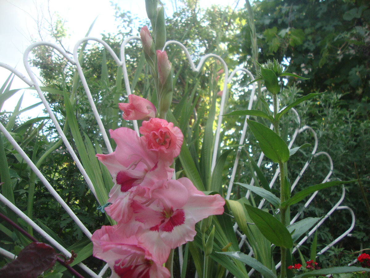 этот пониже