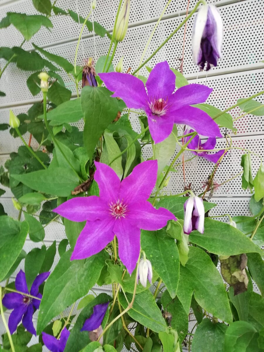 Фото автора. Просто красивые цветы