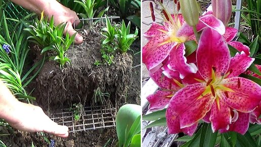 Как вырастить детки лилий, если нет подходящего места для школки лилии в саду
