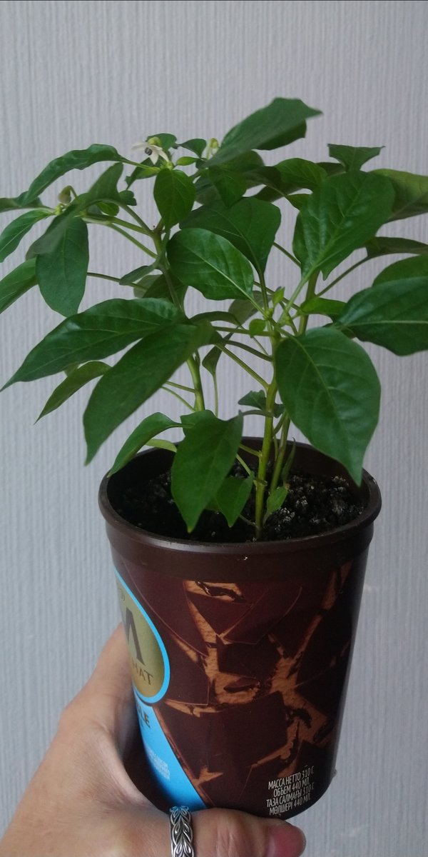 27.07.23 Перчикам два месяца от посадки