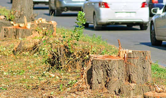 Проверка законности вырубки деревьев