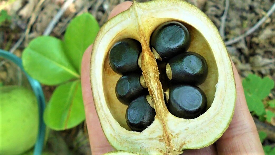 Неповторимой красоты неприхотливый кустарник с деликатесными плодами ...