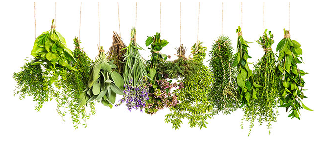 Лекарственные травы - картинка из открытых источников