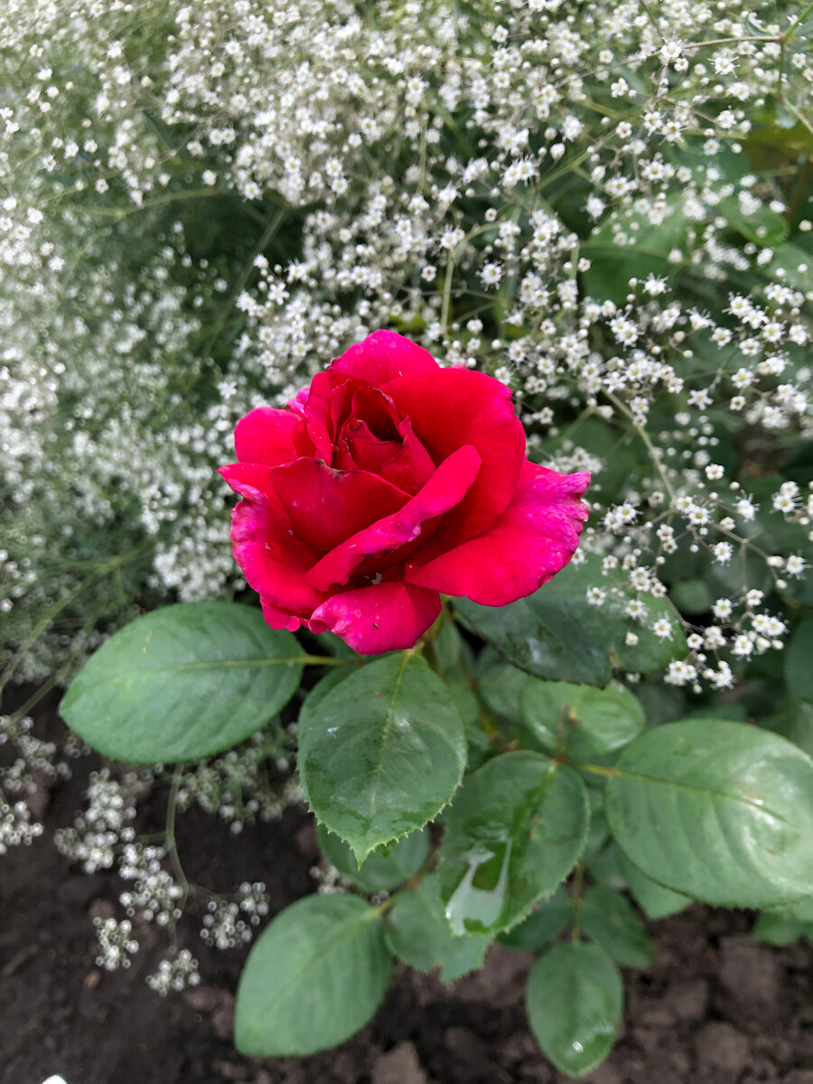 роза Веласкес