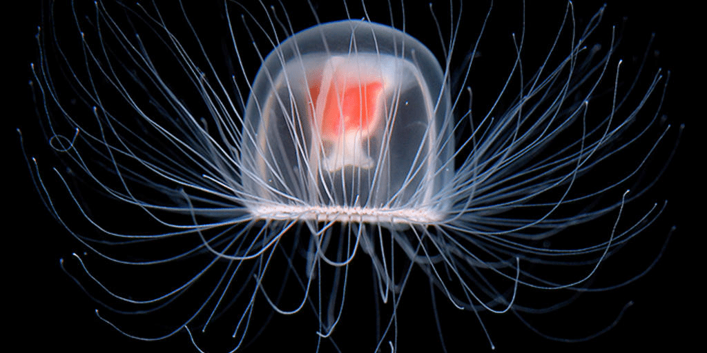    Медуза Turritopsis dohrnii / © sciencealert