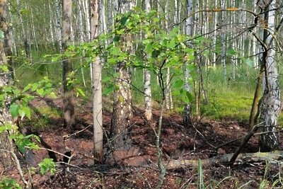    Лесопожарная обстановка в лесах Московской области © Пресс-служба Комитета лесного хозяйства Московской области