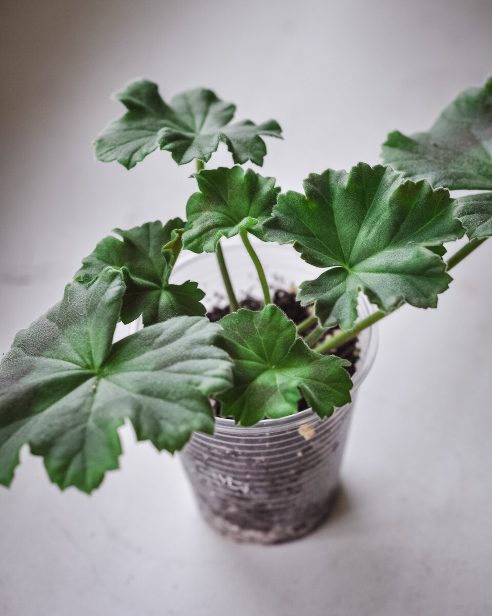 Пеларгония Астрид (Rosebud Astrid). 28 июля 2023 год 