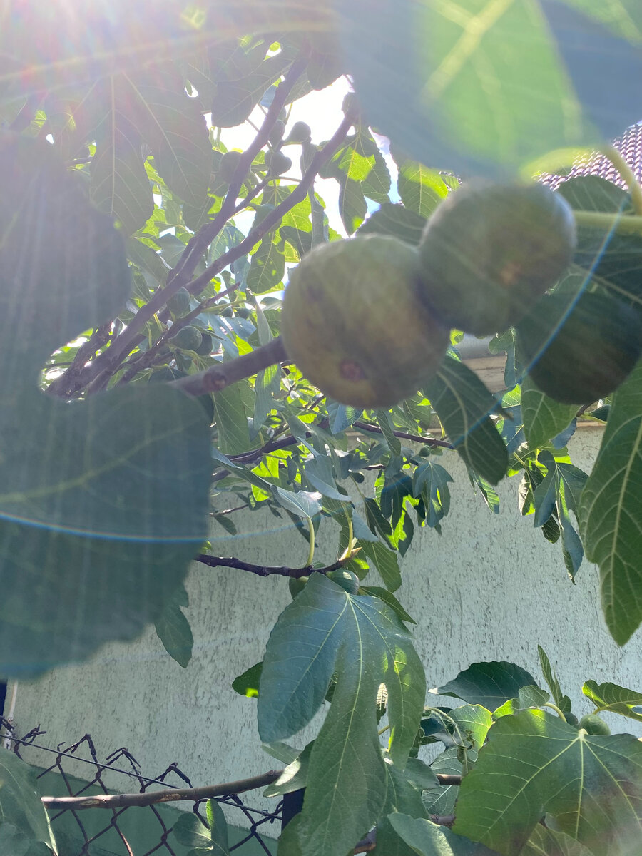 можно достать даже с земли, ветки аж сгибаются под тяжестью