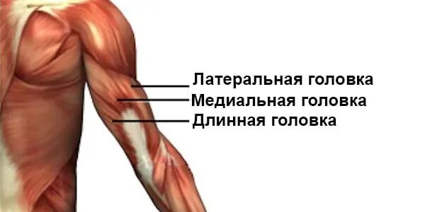 Изображения по запросу Мышцы плеча