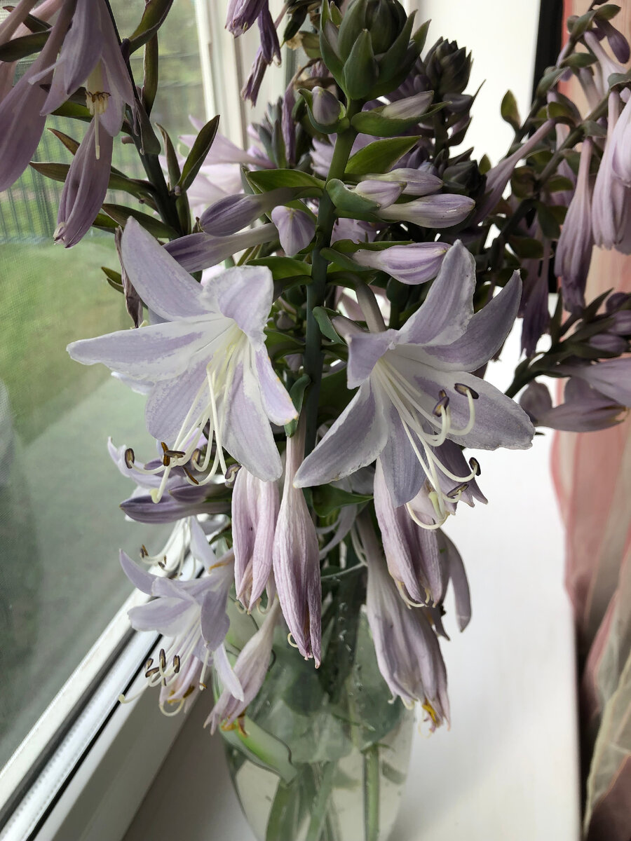 букет из хост. 